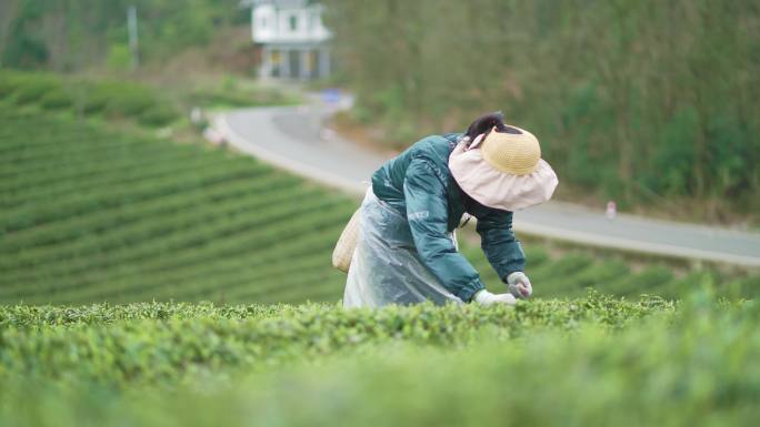 采茶明前茶春茶翠芽绿茶