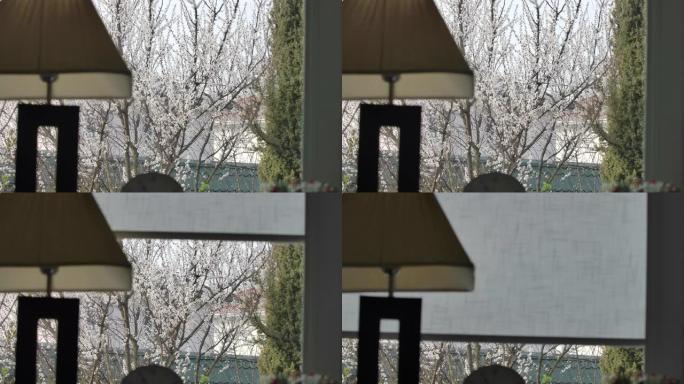 窗玻璃后面盛开的春天树。不知名的人关闭白色窗帘，户外风景优美。美丽，自然，园艺。电影院4k ProR