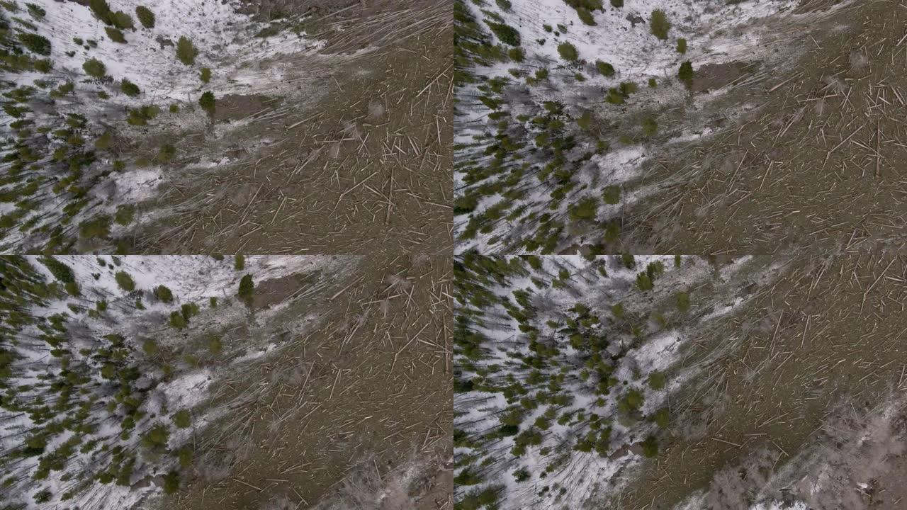 在科罗拉多州西部的一座山的一侧用倒下的原木直接架空的空中无人机拍摄雪崩碎片场