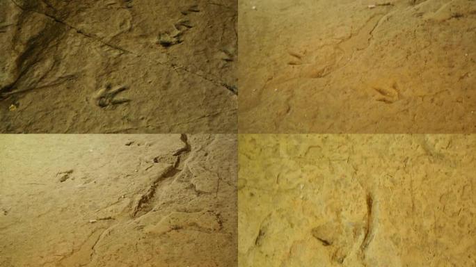 岩石表面古代动物的化石足迹，历史，考古学