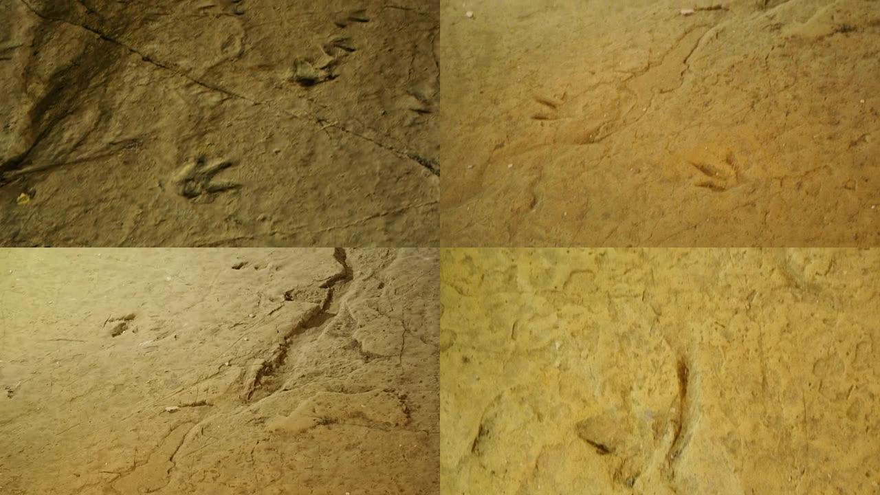 岩石表面古代动物的化石足迹，历史，考古学