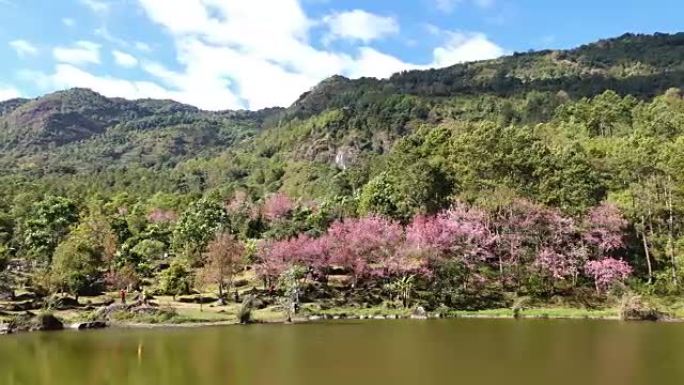 泰国清迈樱花景观