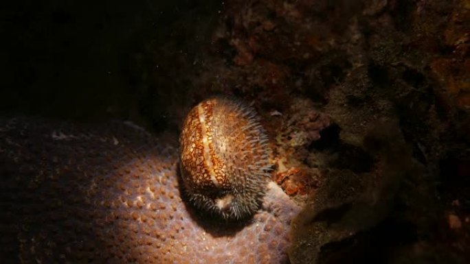 阿拉伯牛仔海底清澈水底观赏贝类