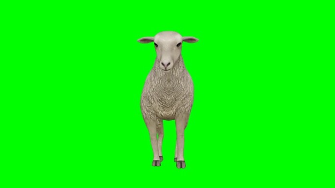 绵羊走绿屏 (可循环)