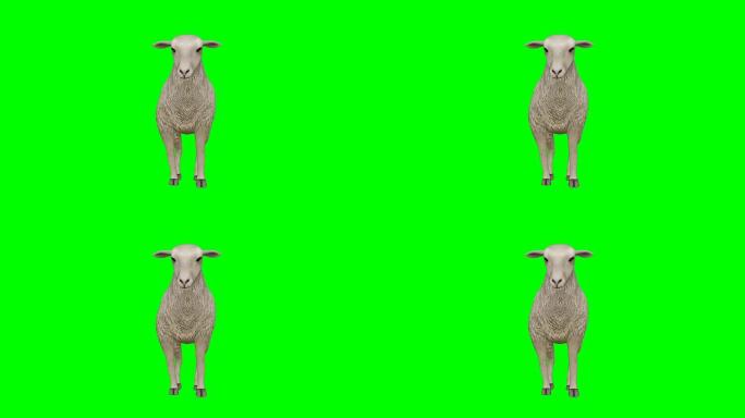 绵羊走绿屏 (可循环)