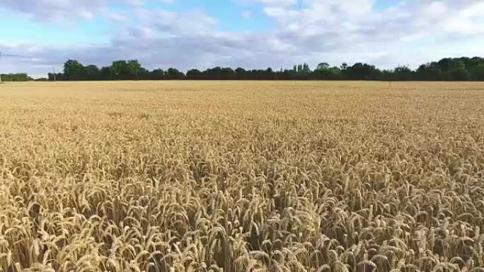在大麦作物上缓慢而低地飞行