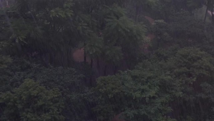 多雨的森林