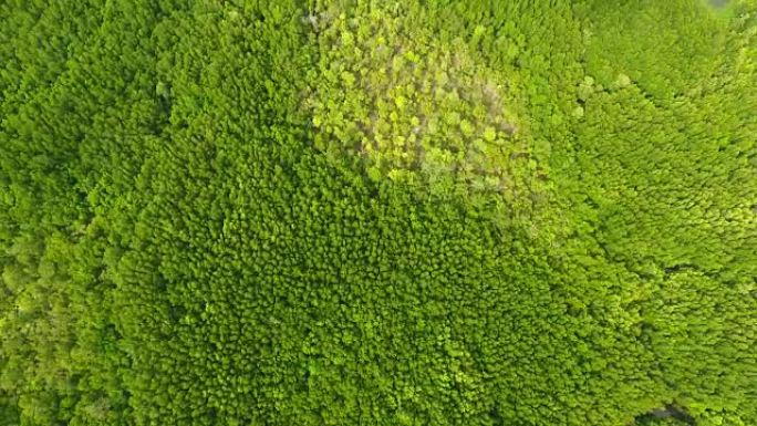 泰国trang省红树林和海洋的鸟瞰图，