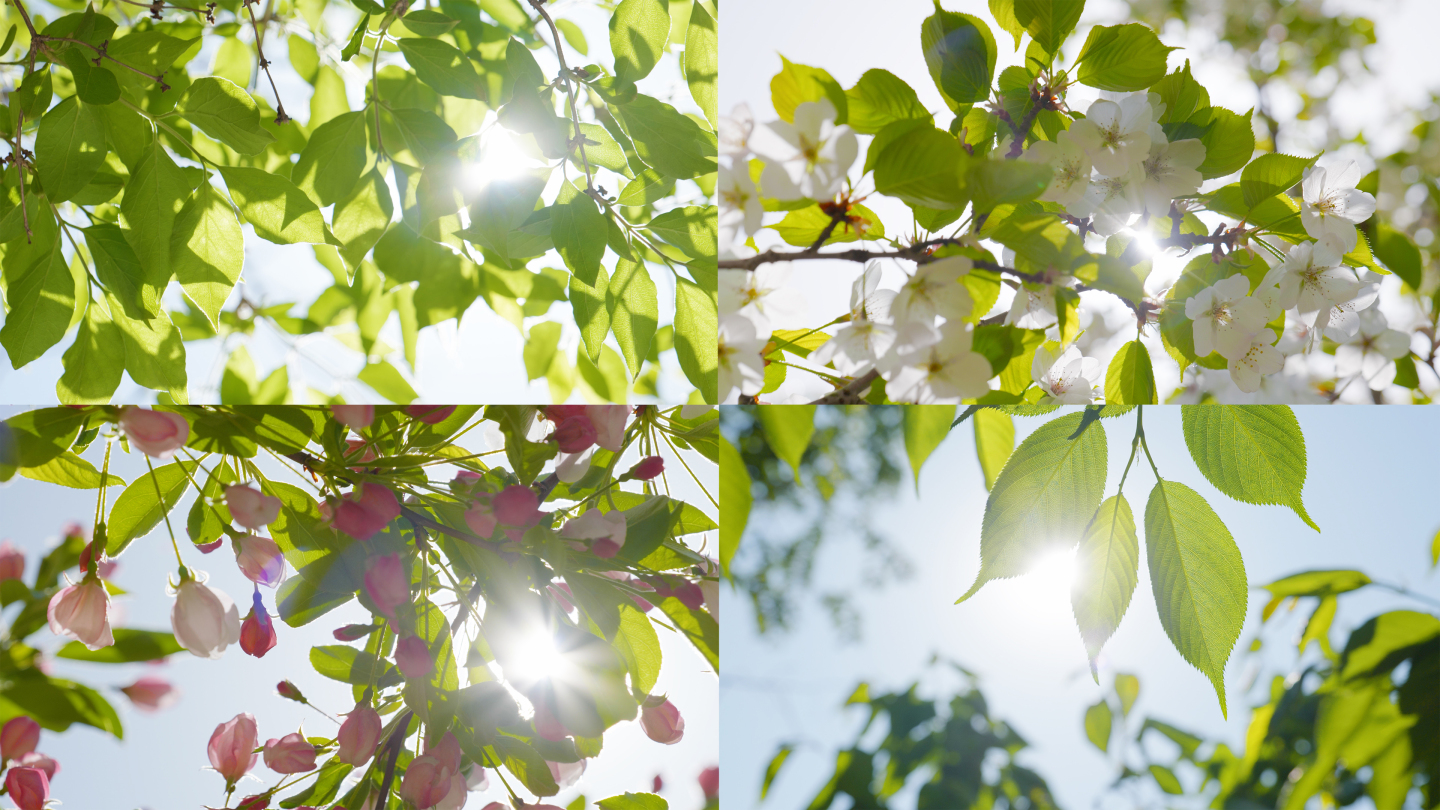4k阳光穿过透过树叶花朵唯美逆光树叶花朵