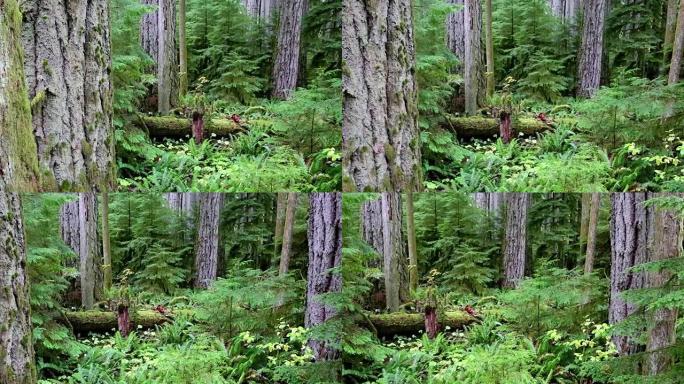 麦克米伦省立公园大教堂格罗夫温哥华岛