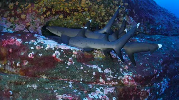 白鳍礁鲨群留在礁石中