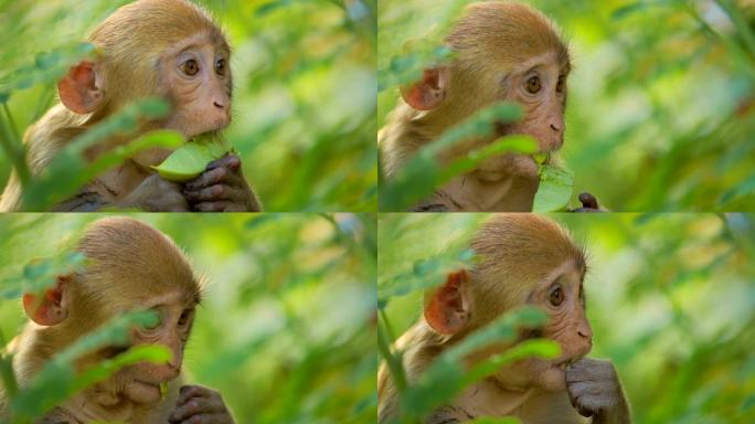 慢动作的恒河猴 (Macaca mulatta) 是旧世界猴子中最著名的物种之一。Ranthambo