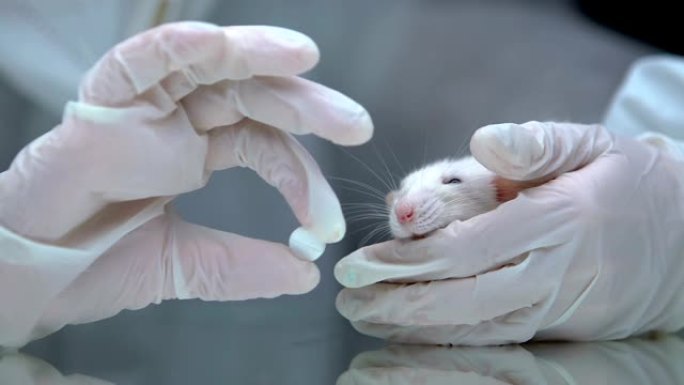 在实验室，药物测试中，戴上保护手套给大鼠药丸
