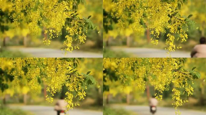 风中的金雨花 (决明子瘘管花)