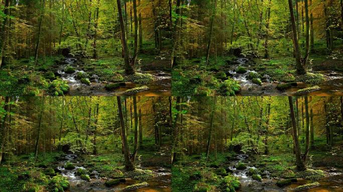 溪流在秋天的森林中流动