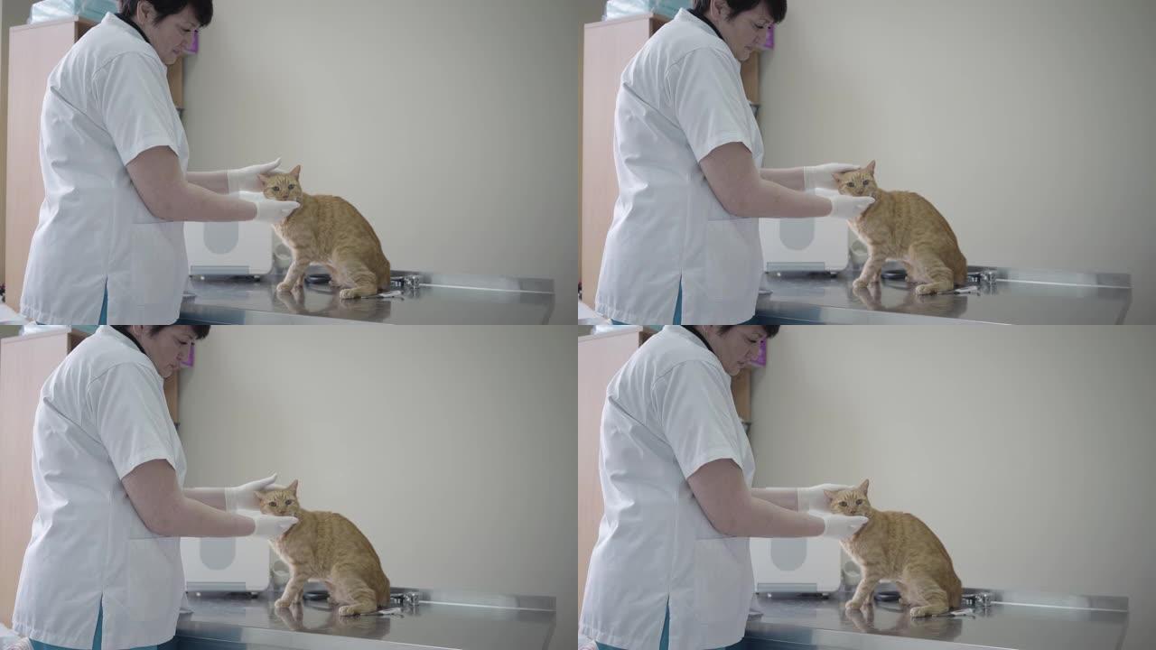 成年女兽医穿着白色长袍清洁可爱的听话的姜猫的眼睛。