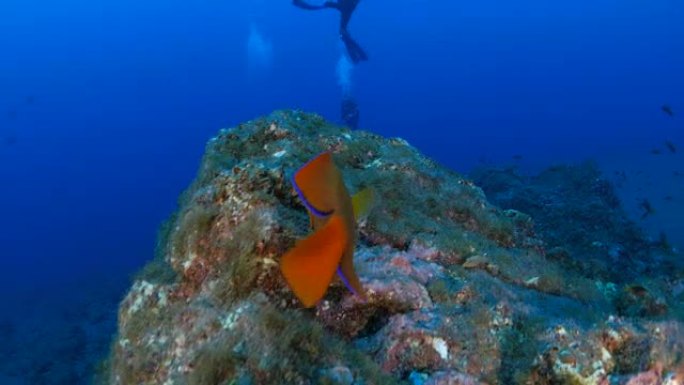 吃海藻的神仙鱼海底生物海底游鱼海底美景
