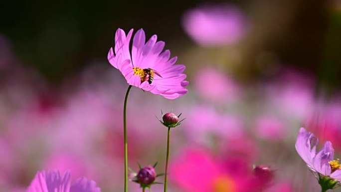 宇宙花朵粉色花蜜蜂花蕊