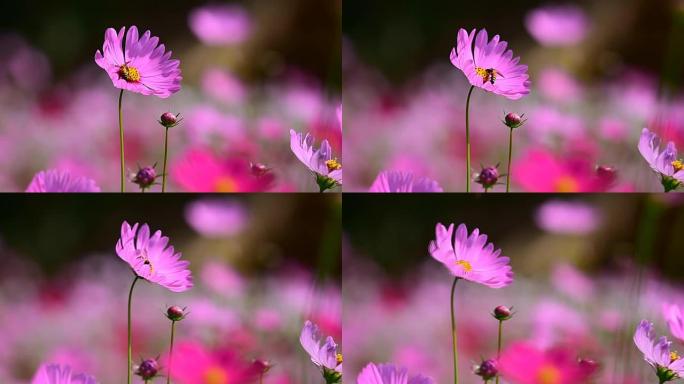 宇宙花朵粉色花蜜蜂花蕊