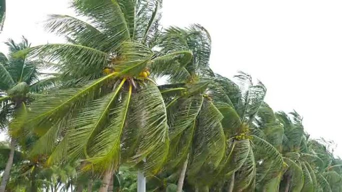 强风顶着海滩上的棕榈树