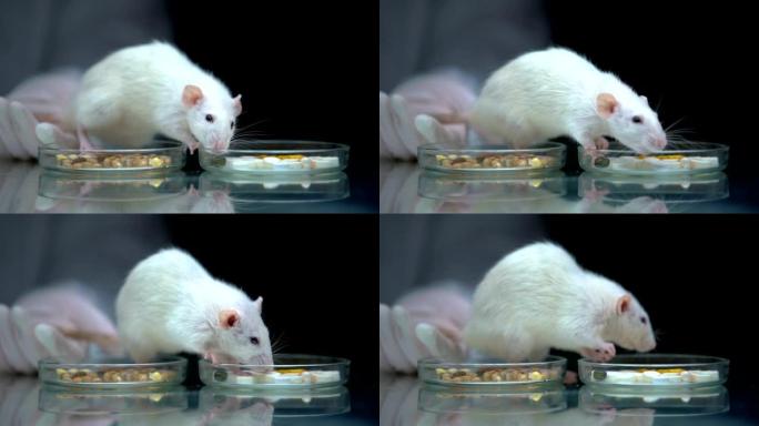 实验室工作人员用补品代替食物喂养老鼠，维生素的开发