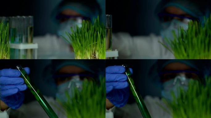 实验室研究人员将植物试管与小麦草样品进行比较，实验