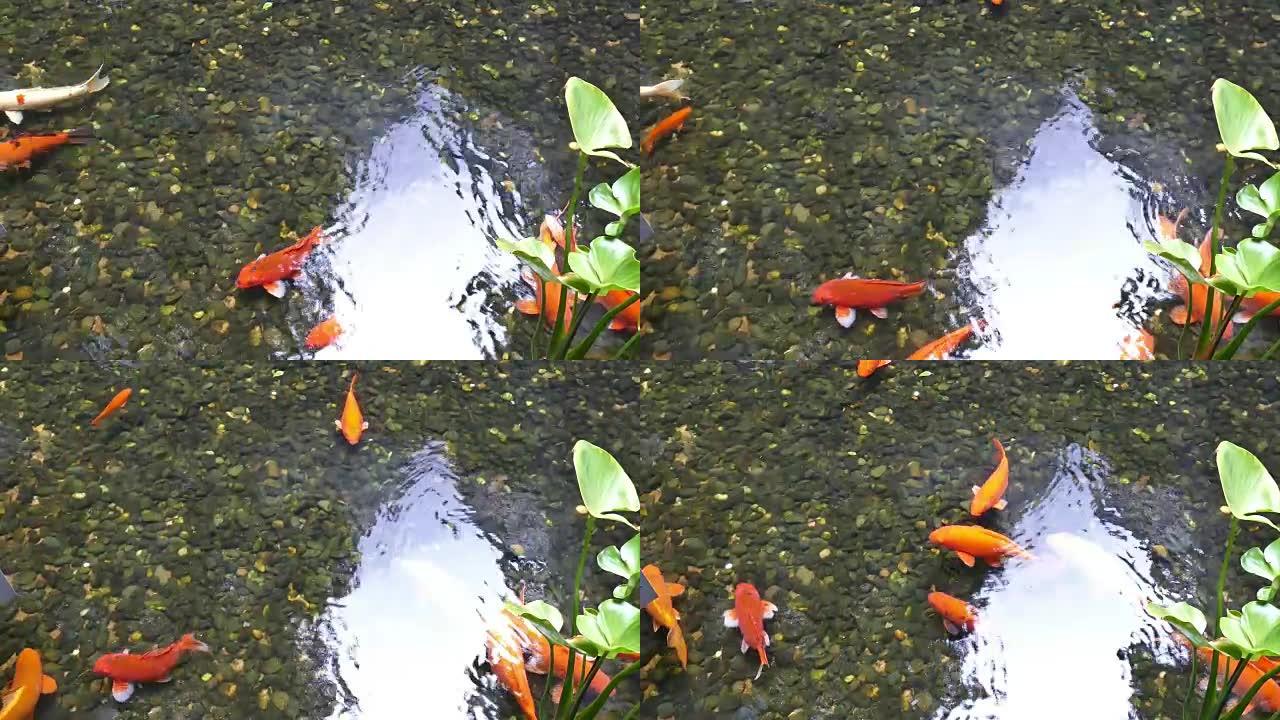 花式鲤鱼在游泳