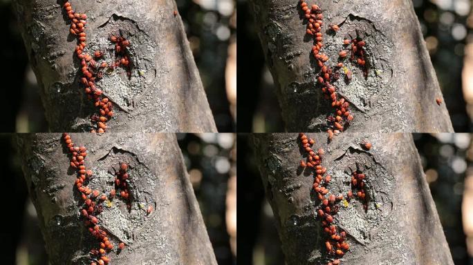 树上的红甲虫群。树上的红甲虫群