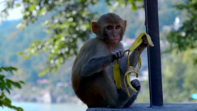 一只小猴子坐在石头栅栏上吃香蕉皮
