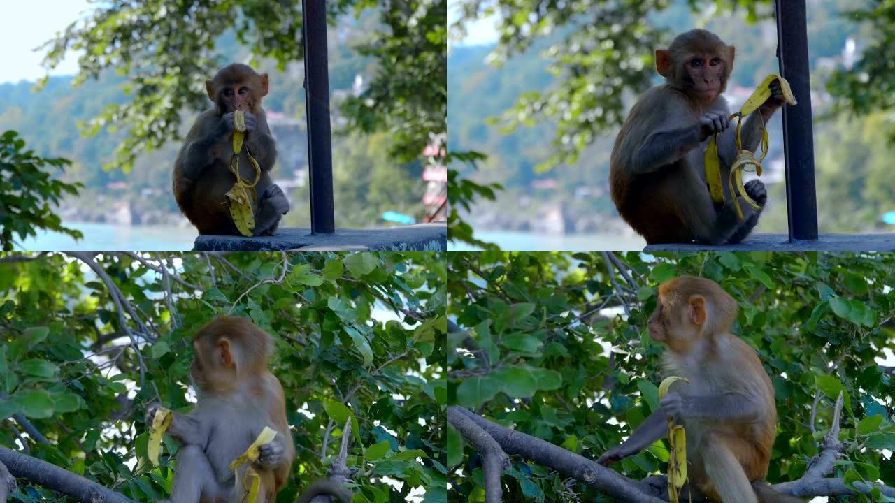 一只小猴子坐在石头栅栏上吃香蕉皮