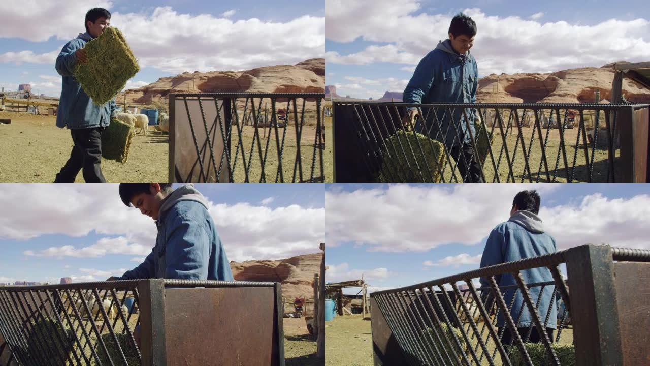 慢动作拍摄的一个美国土著少年把一些干草放进一个金属干草喂食器为他的羊在一个围栏的牧场在纪念碑谷，犹他