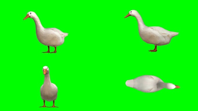 鹅空闲绿色屏幕 (可循环)