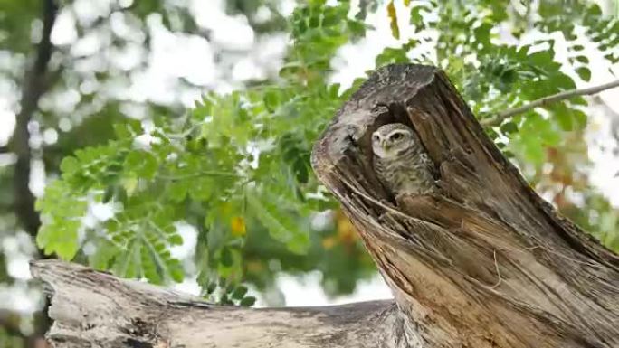 空心树干中的斑点猫头鹰。