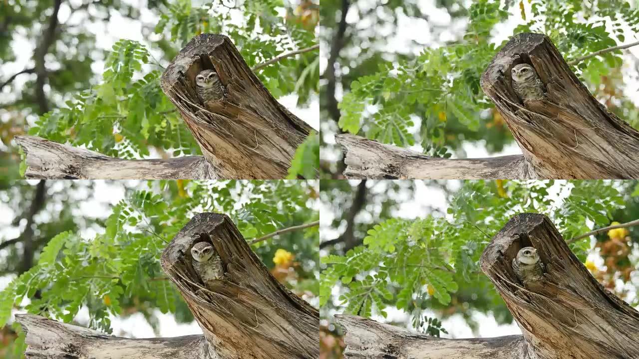 空心树干中的斑点猫头鹰。