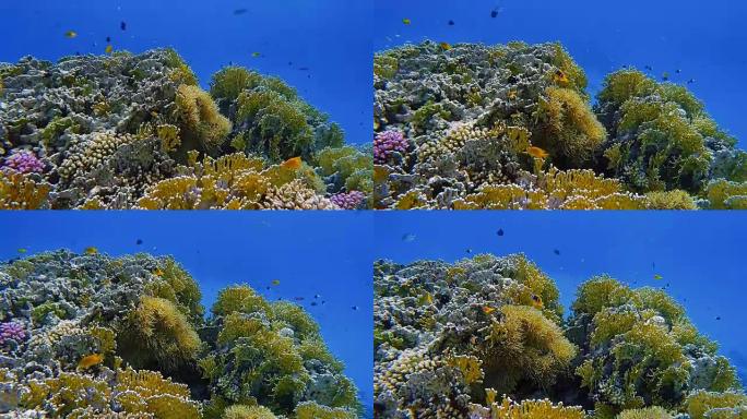 美丽的珊瑚礁上的海洋生物，在Marsa Alam附近的红海上有很多热带鱼