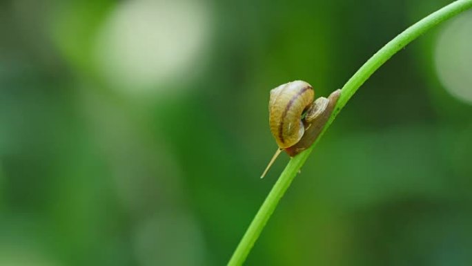 在雨林的树枝上行走的蜗牛。