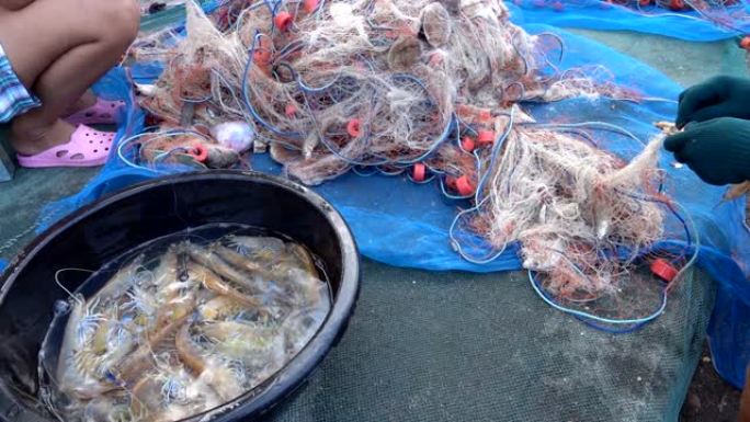 渔民在网中分拣鱼水产海产水产品