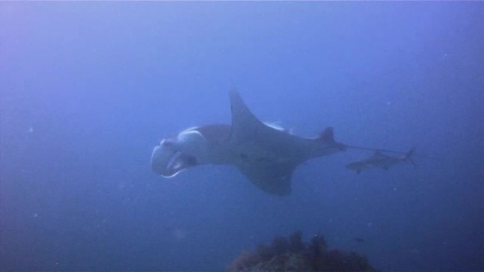 海洋蝠ta (Manta birostris) 在清洁站游泳。在IUCN红色名录中被归类为 “易灭绝