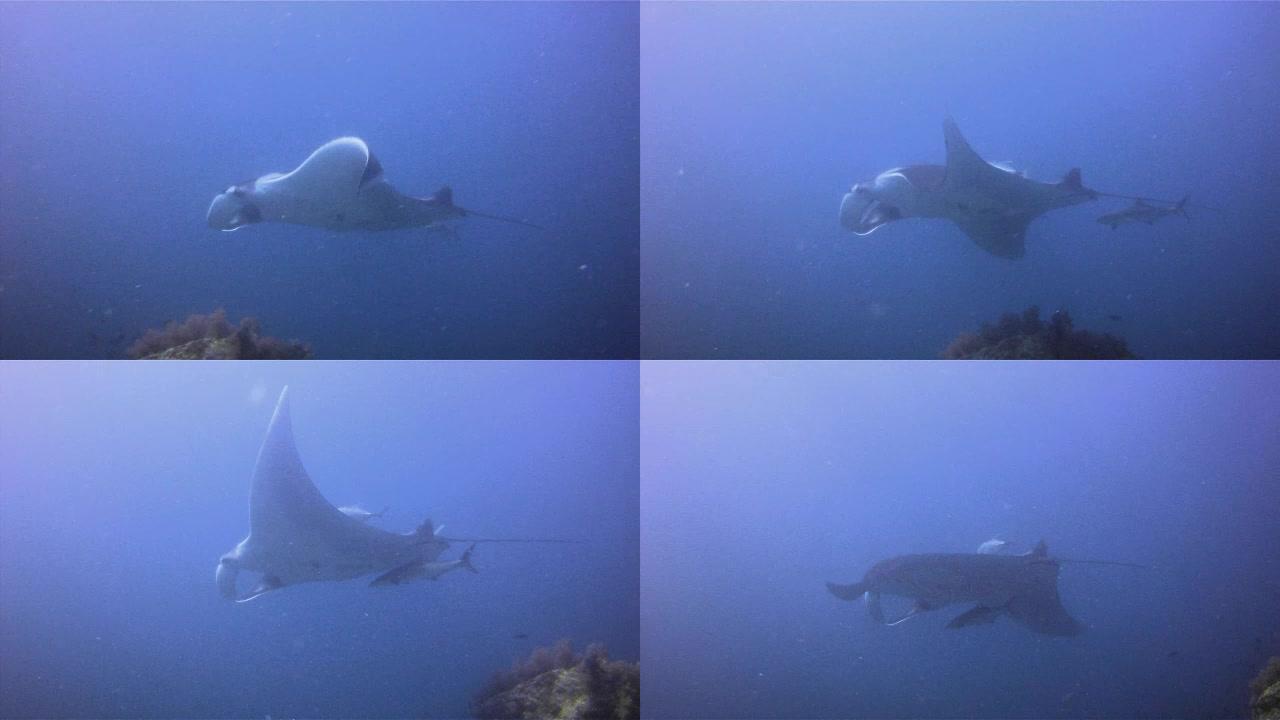 海洋蝠ta (Manta birostris) 在清洁站游泳。在IUCN红色名录中被归类为 “易灭绝