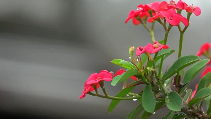 雨季4k大戟或荆棘花冠