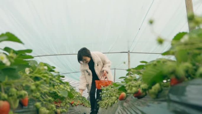 妇女在温室中采摘草莓