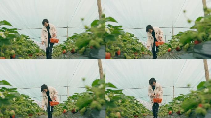 妇女在温室中采摘草莓