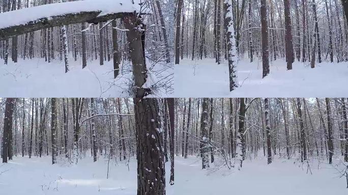 冰雪景观。一场降雪后的森林。