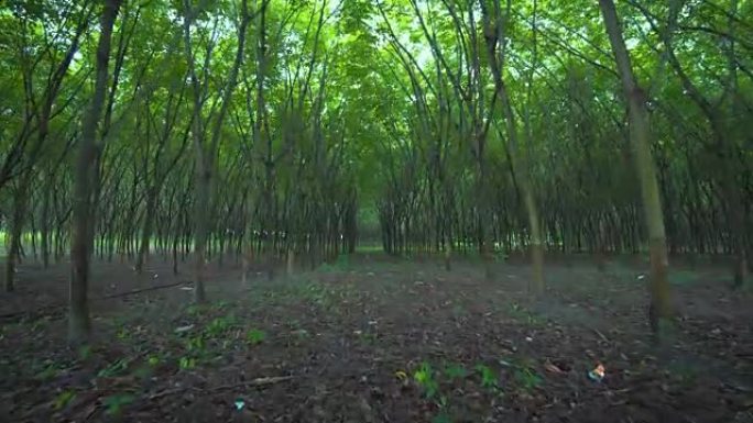 一排橡胶树种植园，稳定镜头