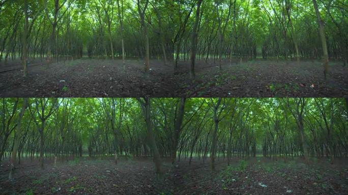 一排橡胶树种植园，稳定镜头