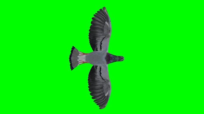 鸽子滑翔屏幕 (可循环)