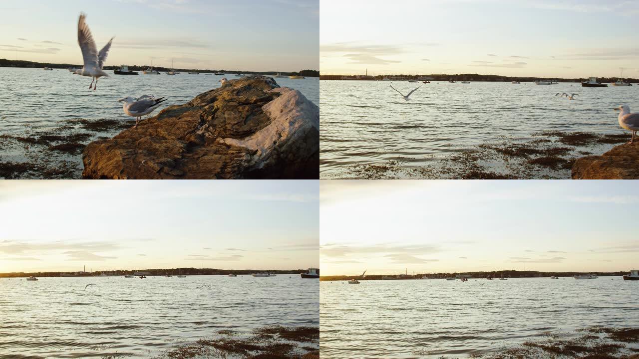 慢动作拍摄的海鸥从岩石上起飞，在缅因州波特兰附近的海滨附近出海，背景是日落时 (大西洋)