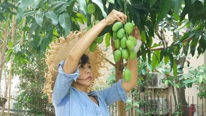 园丁女人从树上捡起新鲜的芒果