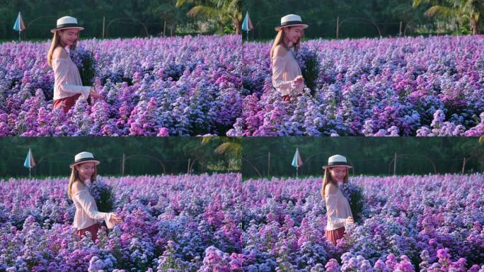 斯洛·莫亚洲美女戴着帽子，走在紫色玛格丽特花园的田野里。早上