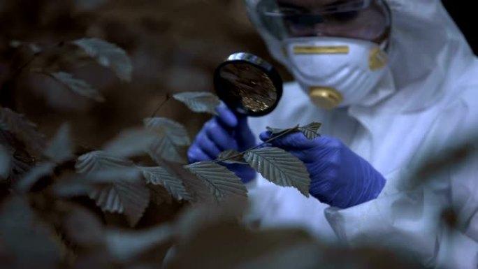 生态学家通过放大镜观察放射性树叶，中毒